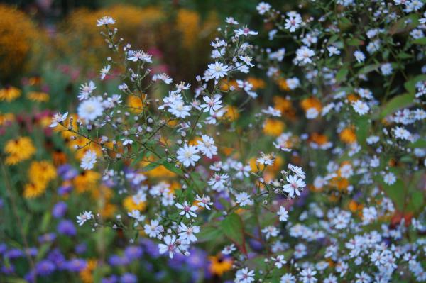 Aster cordifolius 'Ideal' | Schleier-Aster